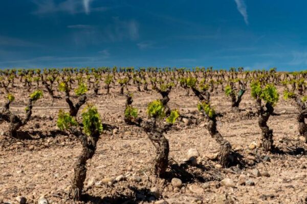 La Rioja emplaza al MAPA a que estudie la posibilidad de solicitar a la CE la autorización para el arranque voluntario de viñedo