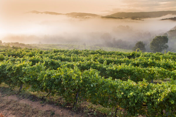 Los vinos imprescindibles de Masaveu Bodegas para brindar esta Navidad con familiares y amigos