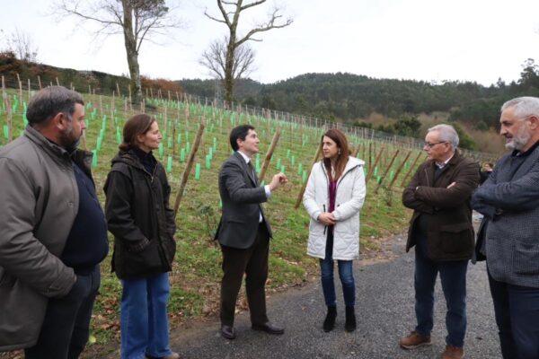 Galicia aportará más de tres millones de euros en ayudas para la reestructuración y reconversión de viñedos