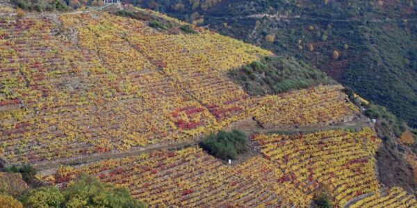 ¿Cómo influyen las condiciones climáticas asociadas con la altitud la composición volátil de los vinos Cabernet Sauvignon?