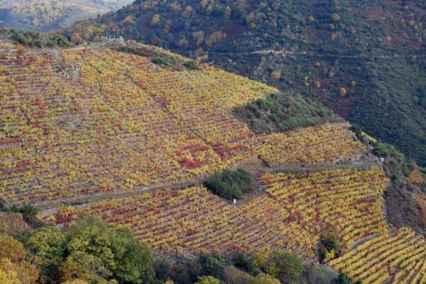 ¿Cómo influyen las condiciones climáticas asociadas con la altitud la composición volátil de los vinos Cabernet Sauvignon?