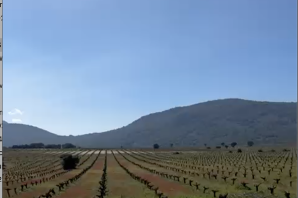 Un paseo por los viñedos ecológicos de la Bodega Pago los Balancines