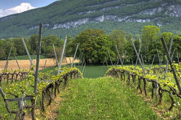 El Ministerio de Agricultura, Pesca y Alimentación activa la cosecha en verde en el sector del vino, con un presupuesto de 19,2 millones de euros