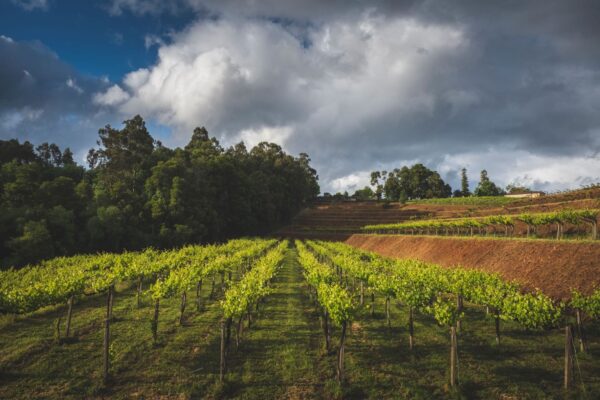 Marqués de Vargas y Pazo de San Maura: vinos con alma de mujer