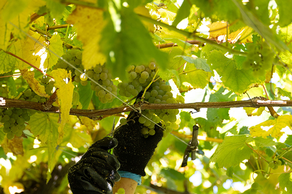 En los cuatro primeros meses de campaña sube la producción de vino y mosto un 15,2%
