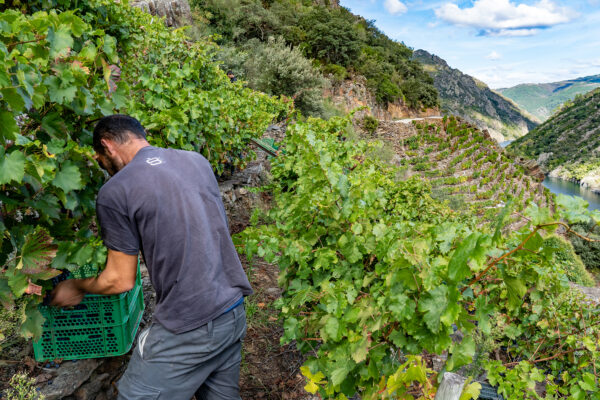 La Denominación de Origen Ribeira Sacra inicia la delimitación planimétrica de la zona de producción