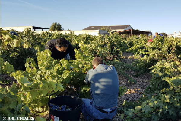 Los vinos de calidad de Castilla y León representan un tercio del valor económico del mercado en España