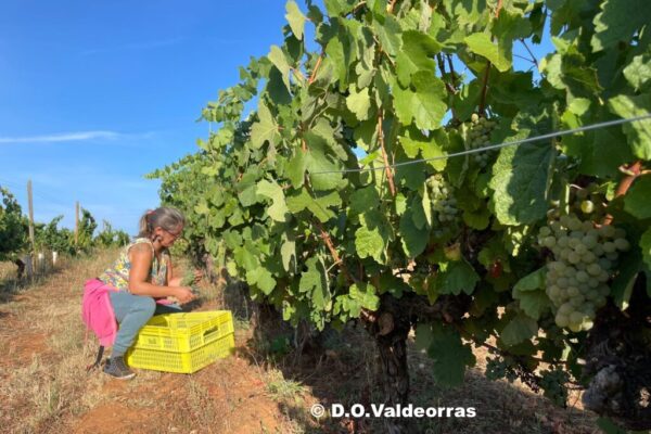 Las hectáreas de superficie de vino se redujeron un 5,4% y las del olivar un 1,5% entre 2020 y 2023
