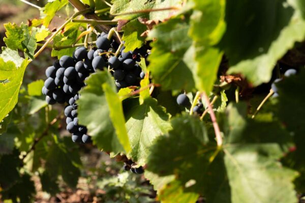 Galicia destina 6,5 M€ para la elaboración y comercialización de productos vitivinícolas y su promoción en terceros países