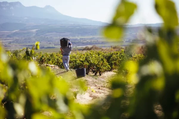 Rioja califica como «Buena» su cosecha 2024