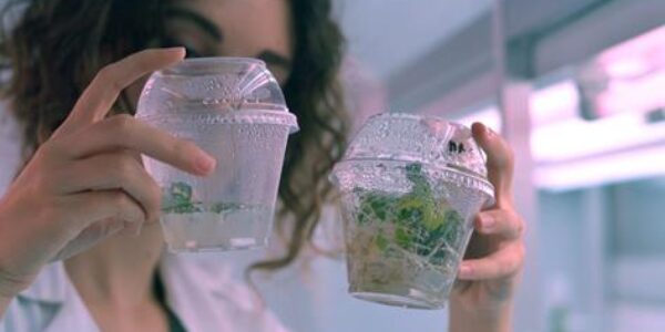 El MAPA refuerza el asesoramiento científico para impulsar la mejora vegetal a través de las nuevas técnicas genómicas