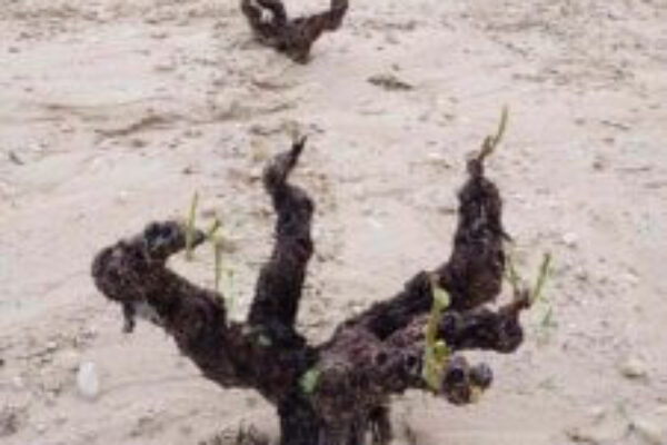 Una tormenta de granizo causa graves daños a una amplia área de viñedos en la D.O.P. Jumilla