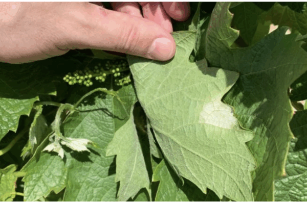 La Rioja confirma la aparición de la primera mancha de mildiu
