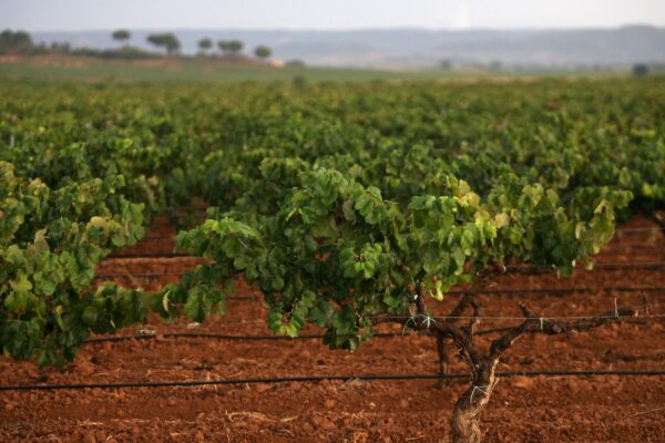 La UE concede ayudas a los productores de vino, frutas, hortalizas de Valencia