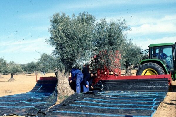 Extremadura publicó el 13 de junio la convocatoria de ayudas a préstamos para olivar y viña de secano afectados por la sequía