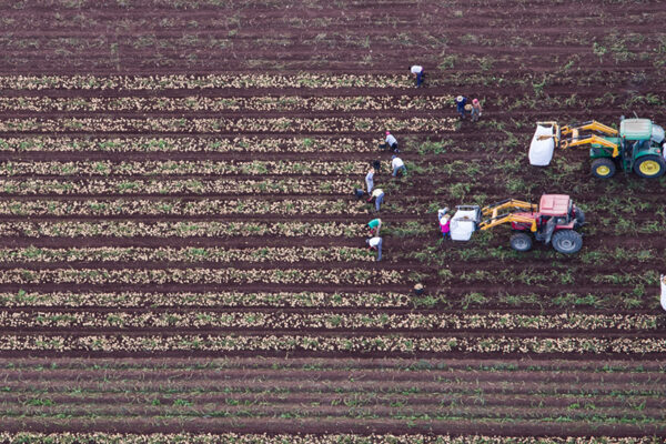 La Junta recibe más de 209.500 Solicitudes Únicas de ayudas de la Política Agraria Común para 2025