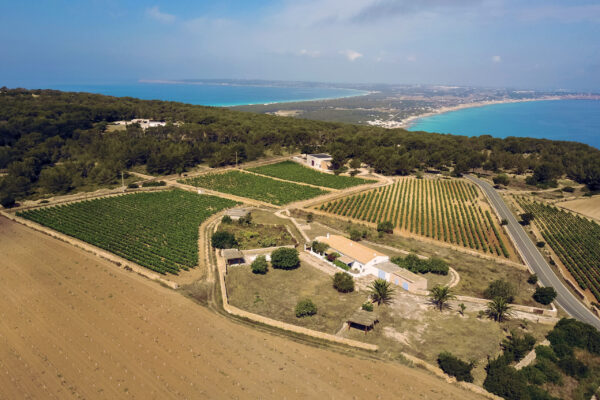 Vintae se alía con bodega Terramoll para potenciar el legado vitivinícola de Formentera