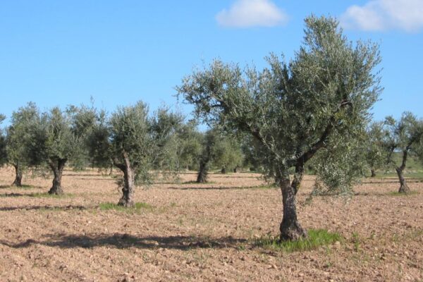 La Comunidad de Madrid aumenta en su segunda campaña un 110% la producción de aceite con denominación de origen protegida