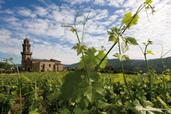 Galicia aprueba los cambios que permiten mejorar la calidad de los vinos e incorporar nuevas variedades principales en la Denominación de Origen Ribeiro