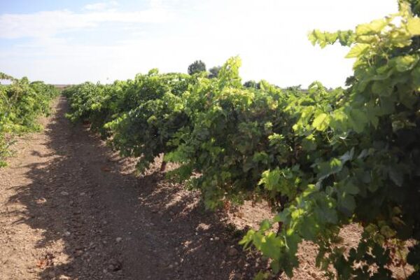 Los viticultores de Castilla-La Mancha reciben de manera anticipada 5,5 M € de indemnización por daños provocados por pedrisco