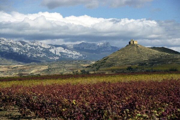 Un total de 761 viticultores riojanos recibirán ayudas por importe de 4,5 M de €