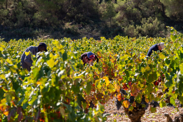 La D.O.P. Bullas inicia la vendimia con una previsión de producción de 4 millones de kilos de uva