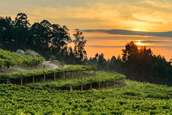 La D.O. Rías Baixas prevé una gran vendimia, con una estimación de 50 M de kilos de uva