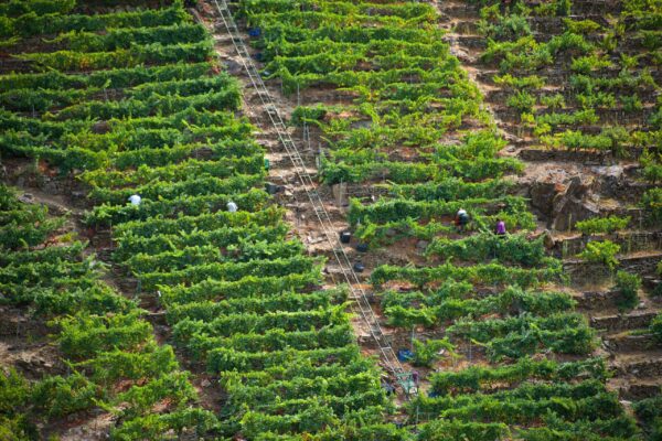 A 14 de septiembre, la D.O Ribeira Sacra ha recogido 1.017.279 kilos de uva