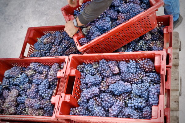 A 7 de septiembre, la D.O. Ribera Sacra ha recogido más de 300.000 kilos de uva