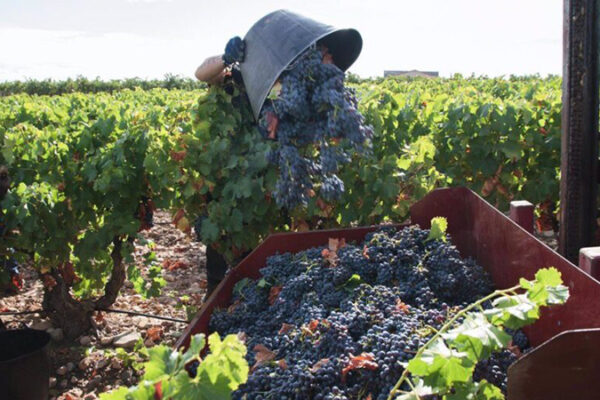Cooperativas Agro-alimentarias de España estima una producción de 31,5 M hl de vino y mosto