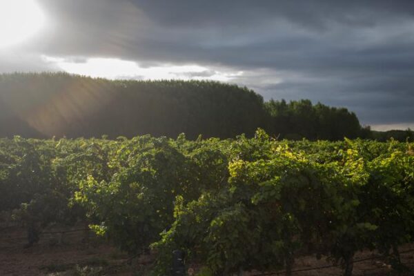 La Rioja resuelve la concesión definitiva de ayudas a 764 viticultores con problemas para comercializar sus uvas