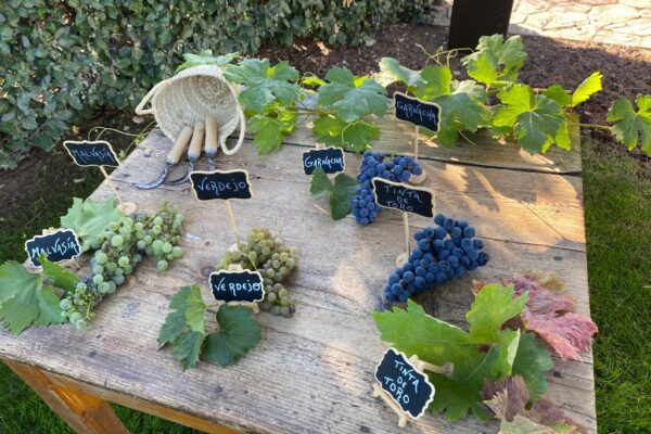 El Museo del Vino Pagos del Rey inicia la temporada de vendimia con visitas, talleres y música en directo para toda la familia