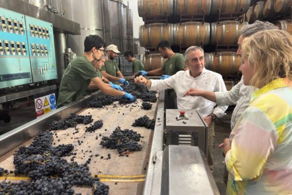 Valencia destina más de 15,3 M € en el sector vitivinícola para reforzar su papel estratégico en la Comunidad