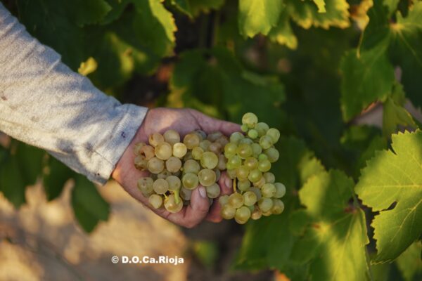 Al final de la campaña 2024/2025 crece la producción y las existencias de vino, se mantiene el consumo y bajan las exportaciones