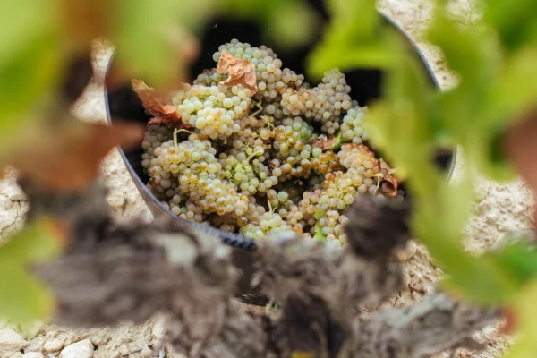 La vendimia en la D.O.Ca Rioja está muy avanzada