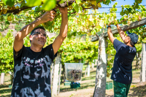 La D.O. Rías Baixas da por generalizada la vendimia 2025 con más de 31 M de kilos de uva recogidos