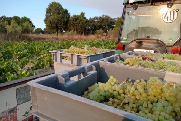 Francisco García, presidente de la D.O.Vinos de Madrid apunta a que la producción esta campaña aumente un 20% respecto a 2024