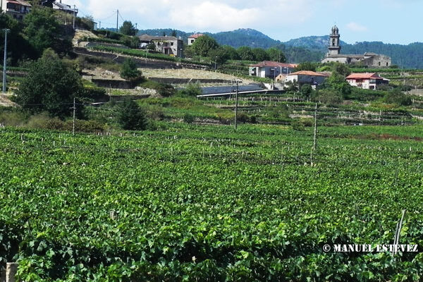 Desciende el comercio mundial de vino en el primer semestre del año