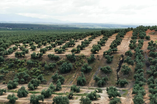 La falta de lluvias y las altas temperaturas reducen las expectativas de producción de aceite de oliva a 1,3 M de toneladas