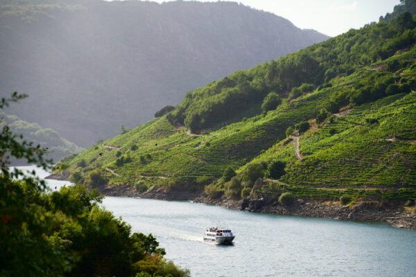 La D.O. Ribeira Sacra cierra la vendimia 2025 con un total de 4.617.965 kilos de uva recogidos