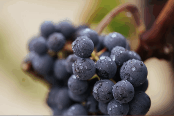Parámetros de maduración equilibrados y sanidad extraordinaria en la D.O.Ca. Rioja