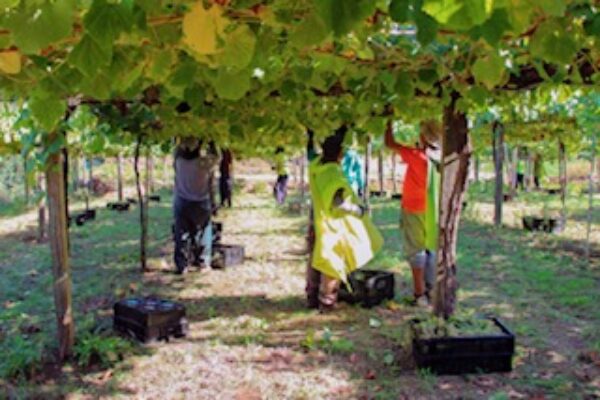 La D.O. Rías Baixas vendimia 47.512.786 kilos de uva en 2025