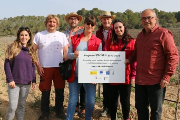 El proyecto VRIAC desarrolla treinta nuevas variedades autoresistentes a oídio y mildiu