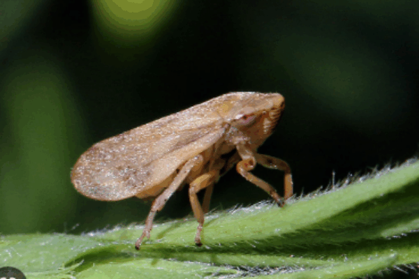 Valencia concede más de 60.000 € para replantar parcelas dañadas por ‘Xylella fastidiosa’