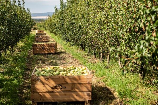 Abierta la convocatoria de ayudas a la modernización de explotaciones agrarias para 2026