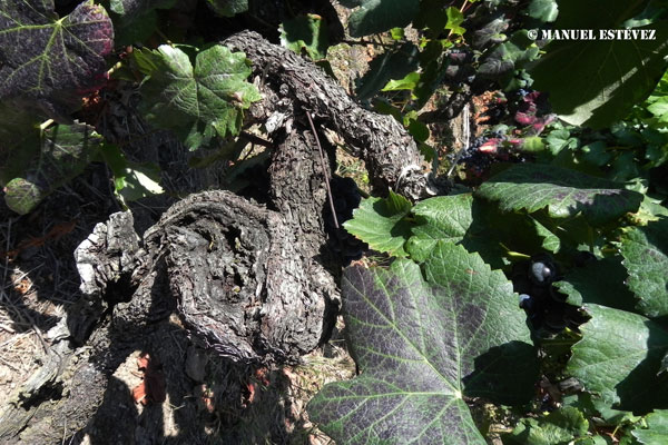 El Plan de Seguros Agrarios mantendrá en 2026 el presupuesto de 315 M€