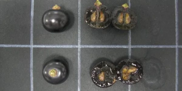 Estudio para mitigar las consecuencias del cambio climático en la viticultura