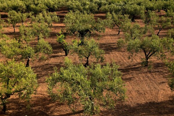 Unión de Uniones acusa al Ministerio de bloquear la ayuda extraordinaria al olivar y viñedo pese a estar recogida en la Ley