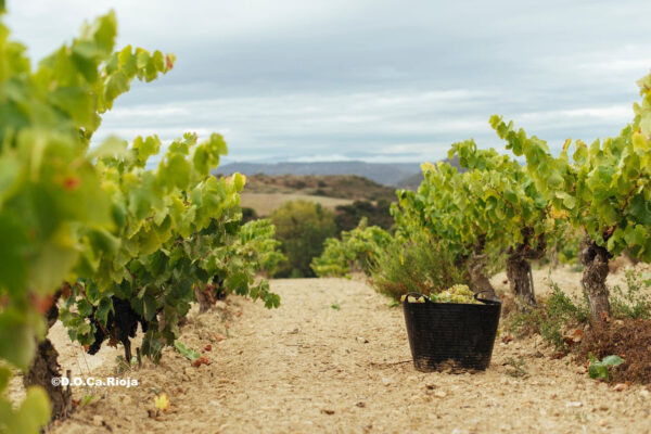 El MAPA consolidará en 2026 el presupuesto de 315 M€ para el Plan de Seguros Agrarios