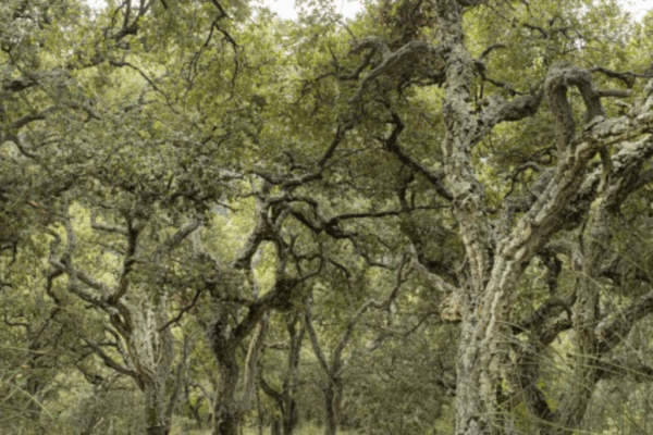 El proyecto FUTURECORK impulsa un plan pionero para valorizar los subproductos del sector corchero español